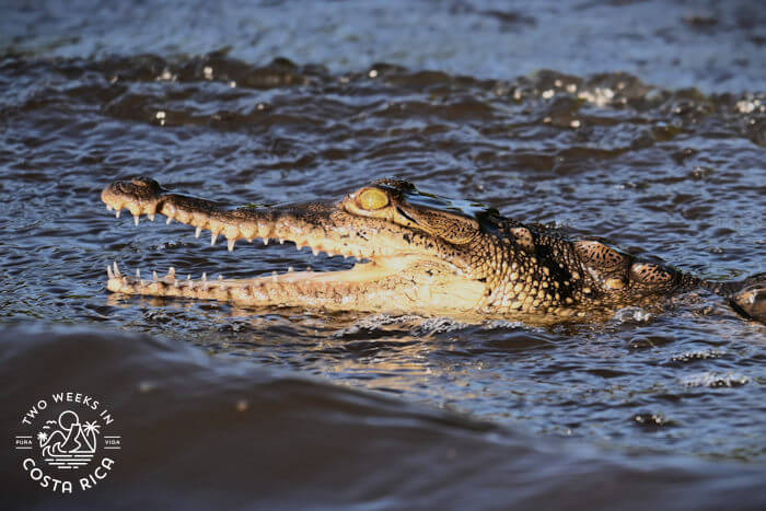 Crocodile in the water with its mouth open showing sharp teeth
