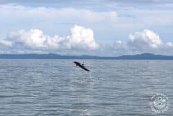 a dolphin jumping out of the water with land in the background