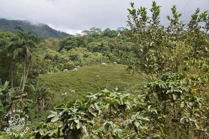 Cows San Luis Costa Rica