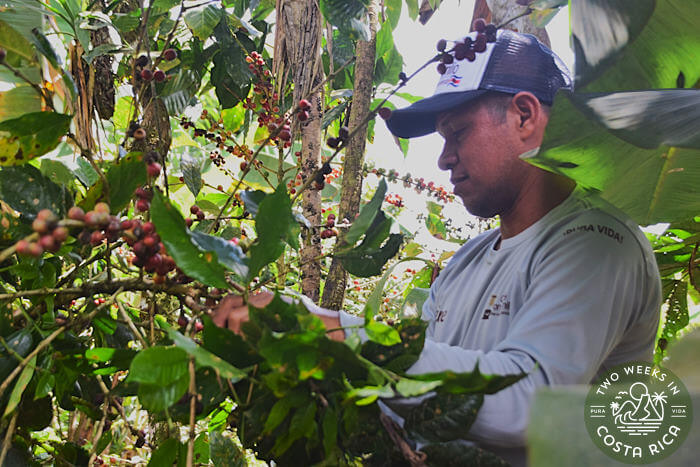Cafe Don Emilio near uvita costa rica