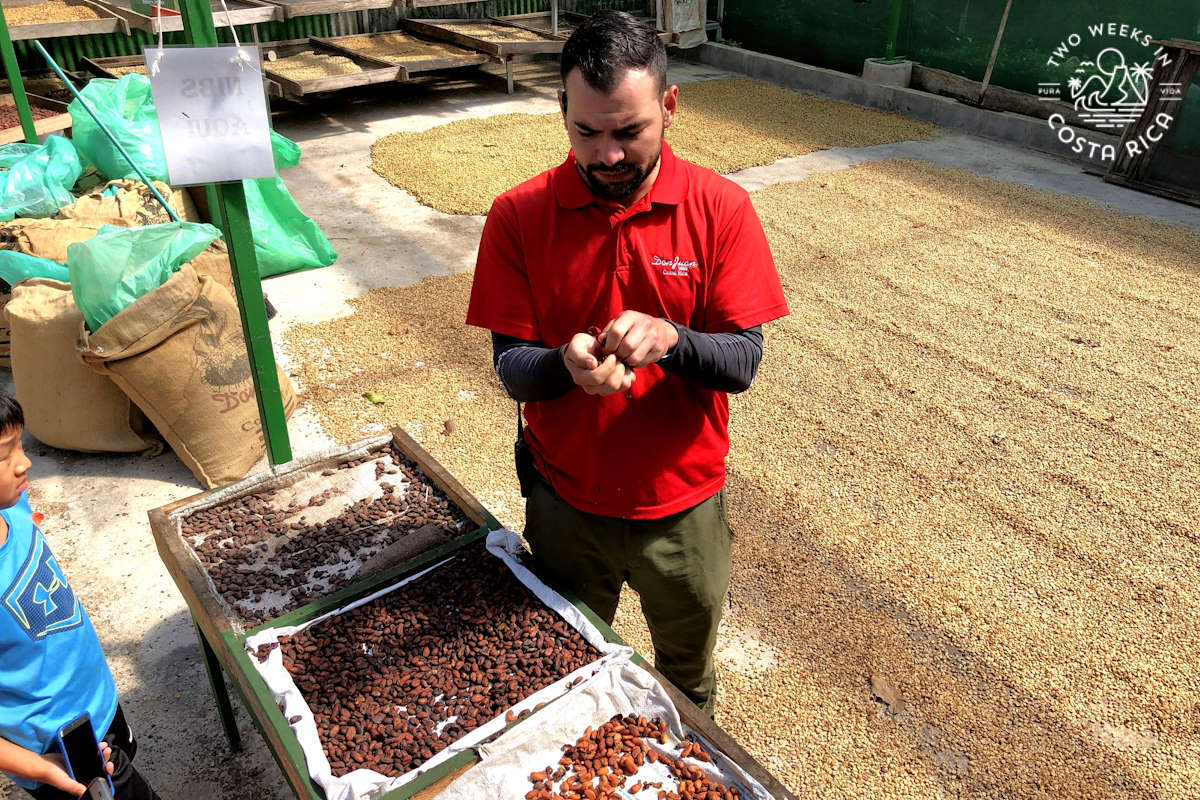 a guide at Don Juan showing people a cacao pod with coffee beans drying on the ground behind him