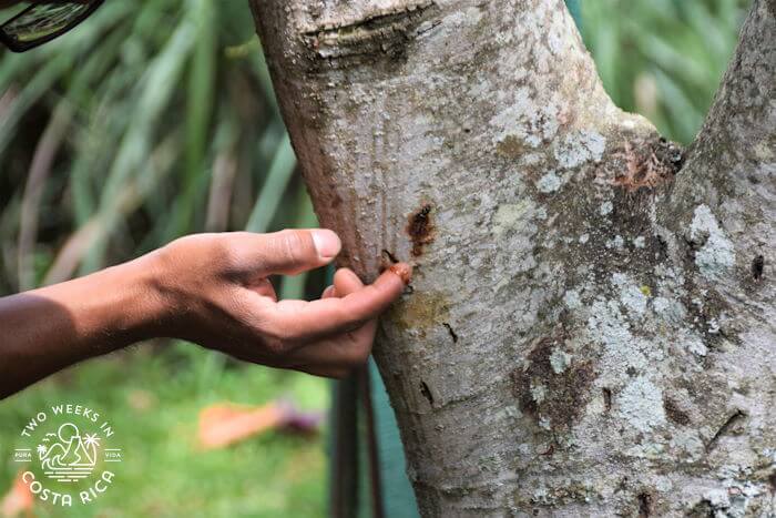 Dragon Blood Tree Sap