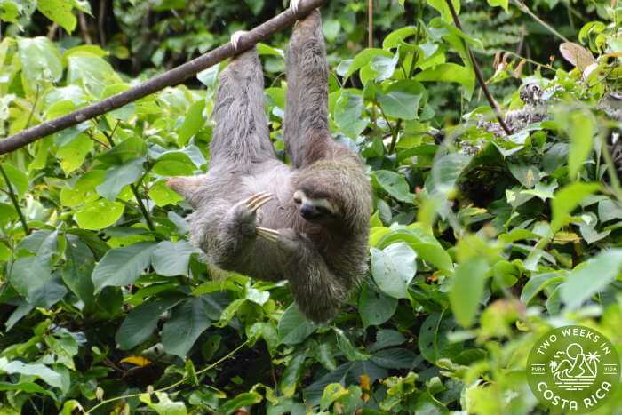 a three-toed sloth hanging from a tree in La Fortuna