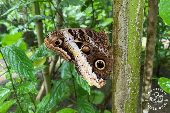 Butterfly Garden Catarata Esmeralda Uvita