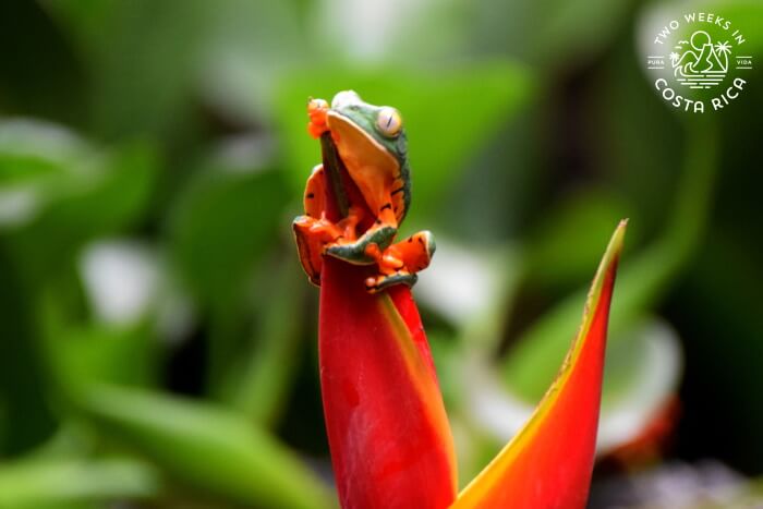 Tree Frog La Paz Waterfall Gardens
