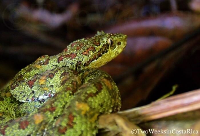 A green eyelash pitviper snake curled up on the trail in Corcovado National Park