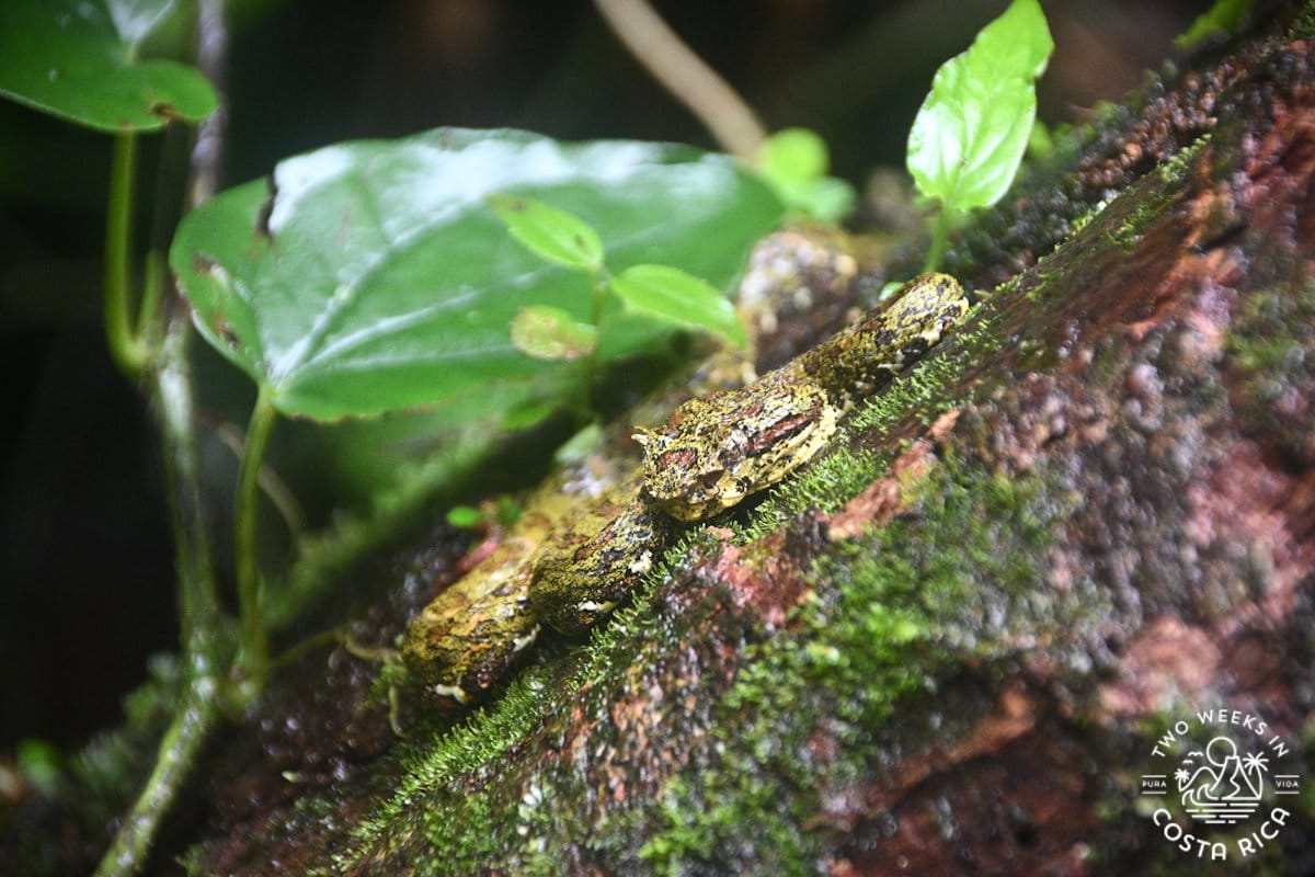 green and brown snake curled up on a rock