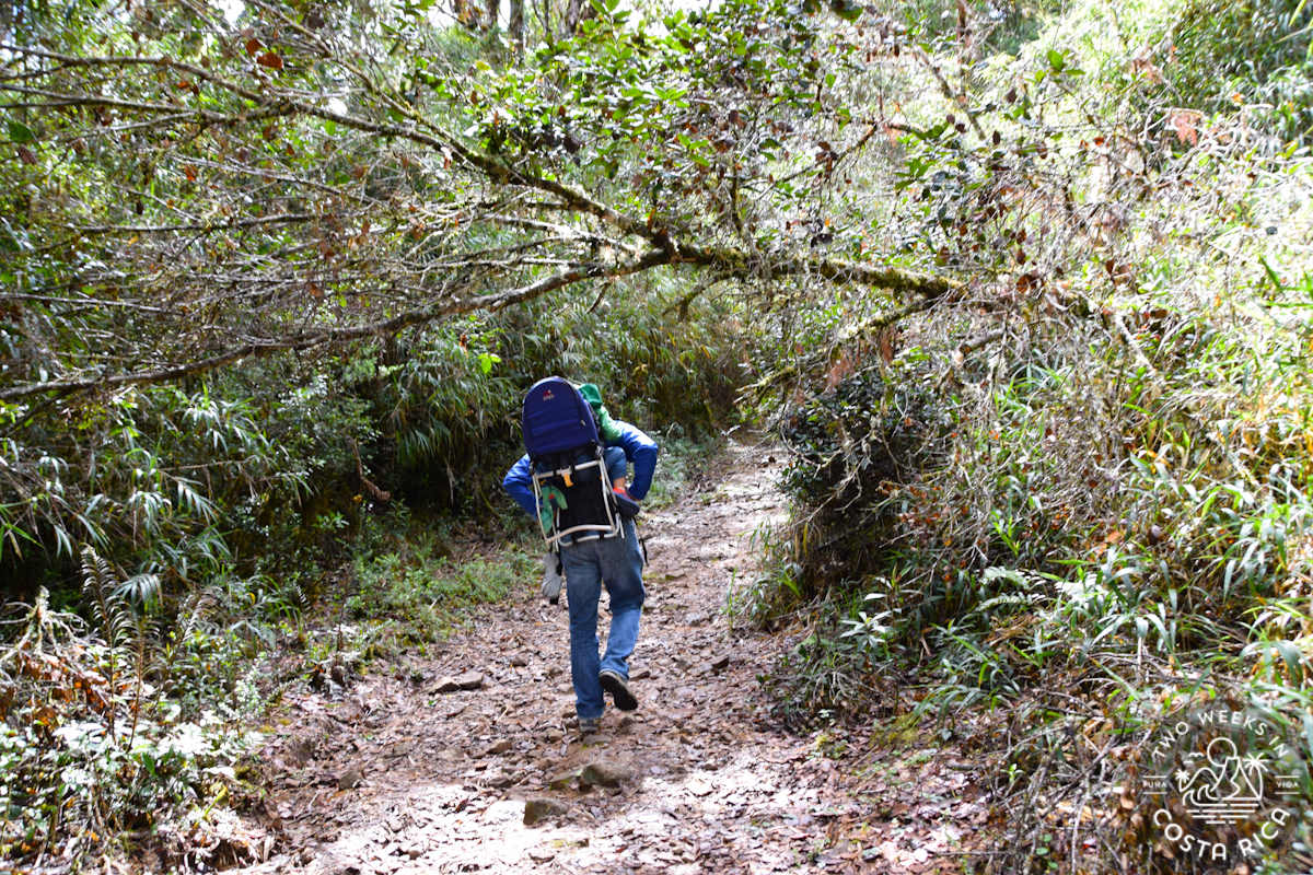a man hiking with a child in a carrier through the cloud forest in costa rica