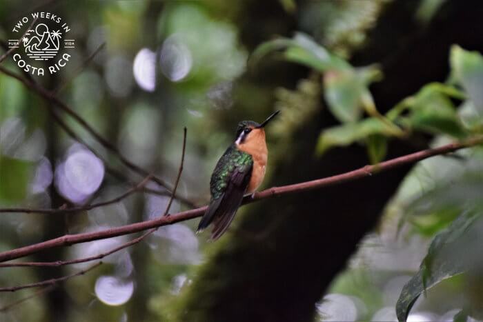 Purple-throated Mountain Gem at the Monteverde Hummingbird Gallery