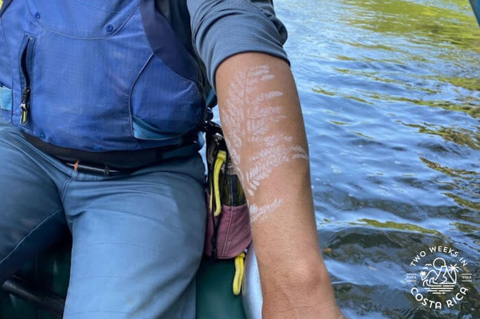 Using fern as tattoo