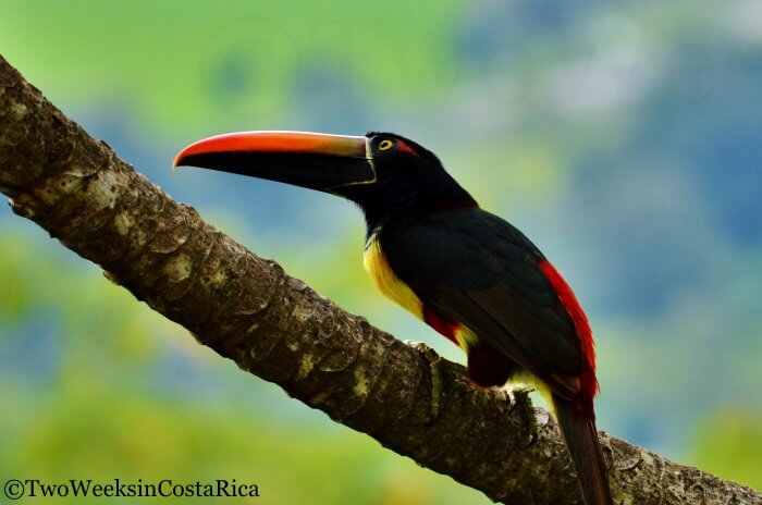 Fiery-billed aracari at Los Cusingos Reserve in Costa Rica
