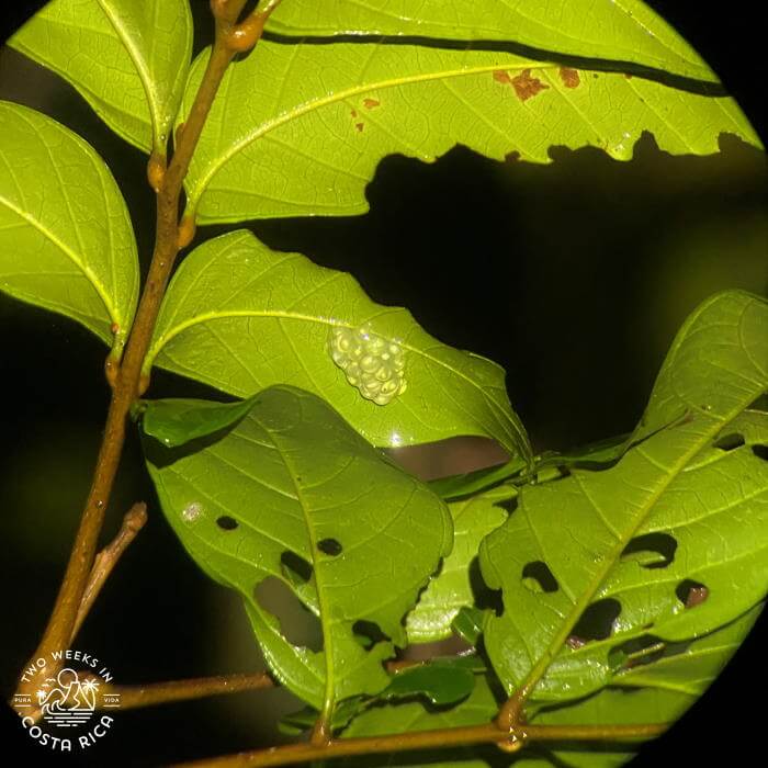 Frog eggs Monteverde