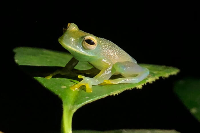 a frog on a Night Tour in Manuel Antonio Costa Rica