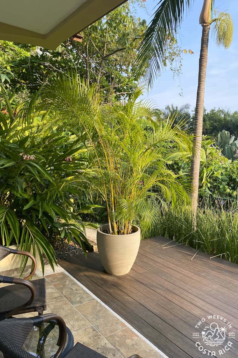 outdoor porch with planters and rainforest in the background