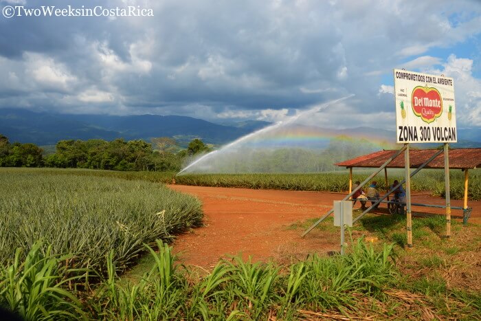 Pineapple Growing Costa Rica