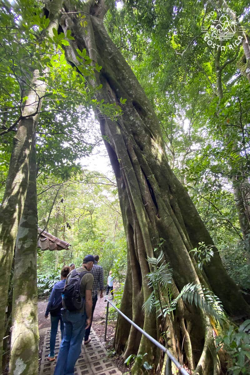 people standing next to a huge tree on a trail