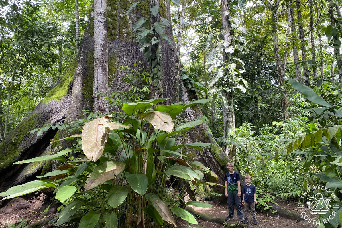 two kids standing in front of a giant tree in the forest
