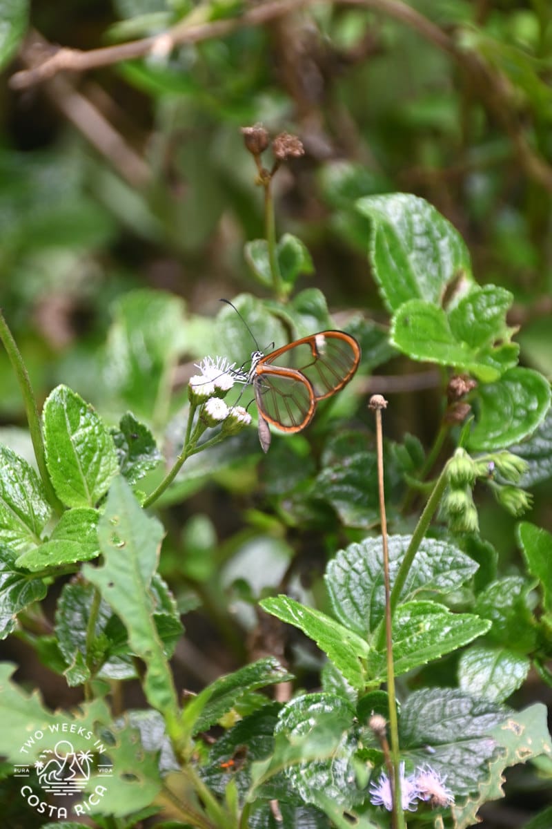 a butterfly with see-through wings