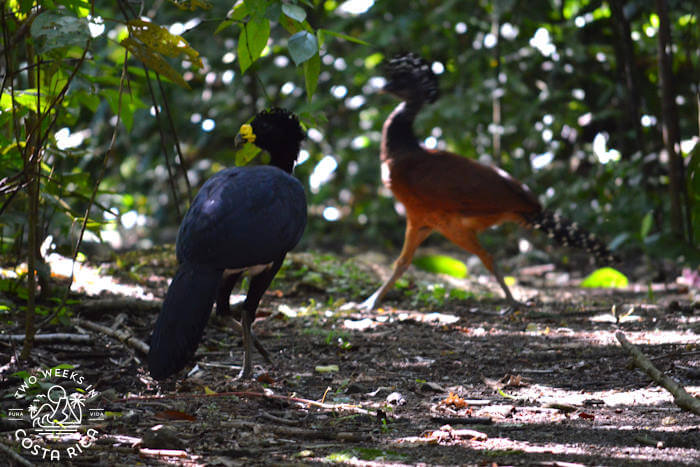 Two turkey-like birds