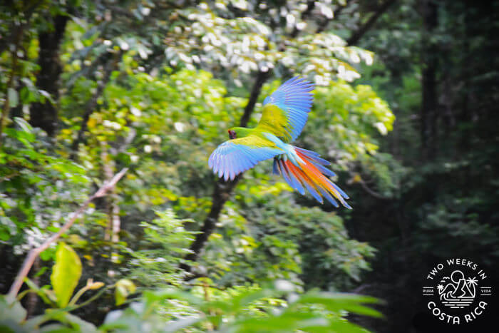 Ara Project Manzanillo