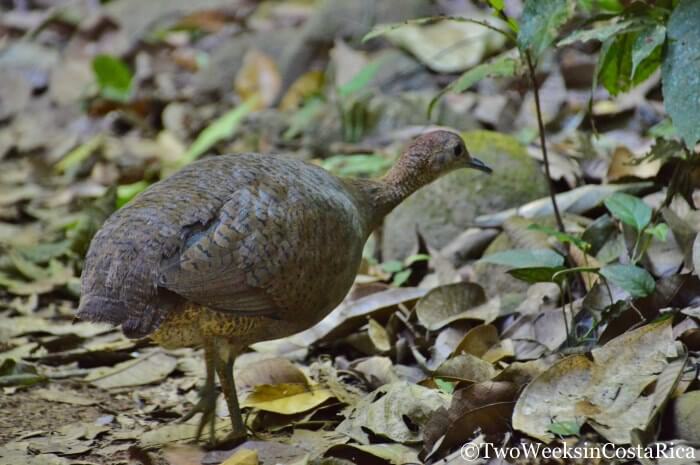 Great Tinamou in Carara National Park