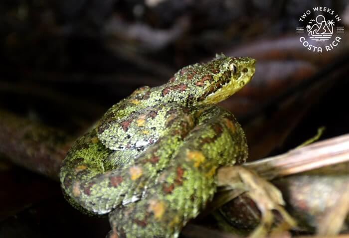 Eyelash pitviper Corcovado National Park