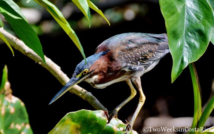 Green Heron in Tortuguero National Park
