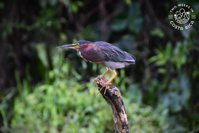 A purple and mahogany colored heron, perched at the top of a log in Tortuguero