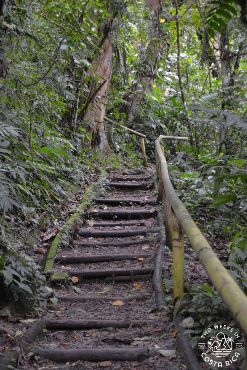 A rustic stairway along the jungle trail at Guayabo National Monument in Costa Rica
