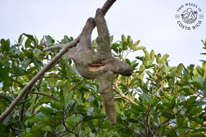 Sloth Bijagua