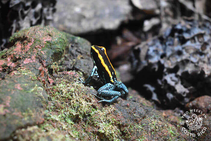 Poison dart frog at Reptilandia