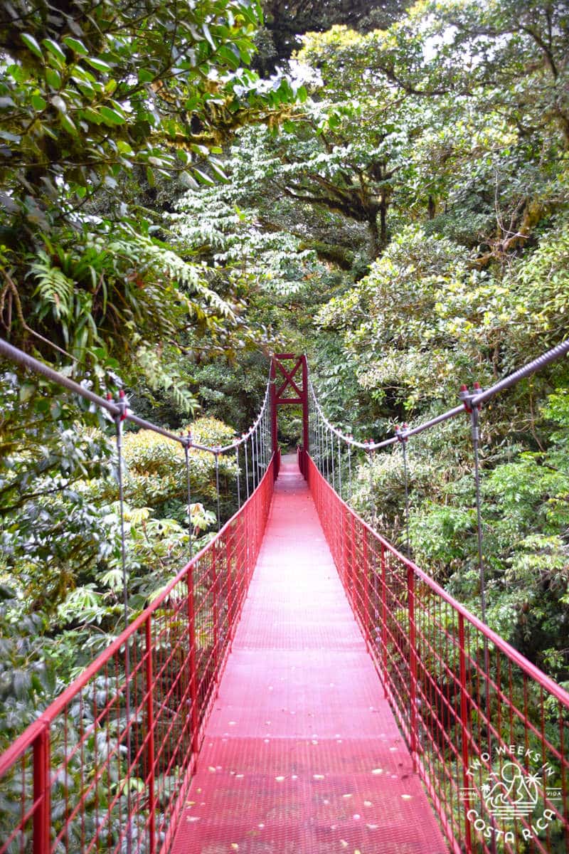 red bridge in the monteverde cloud forest reserve