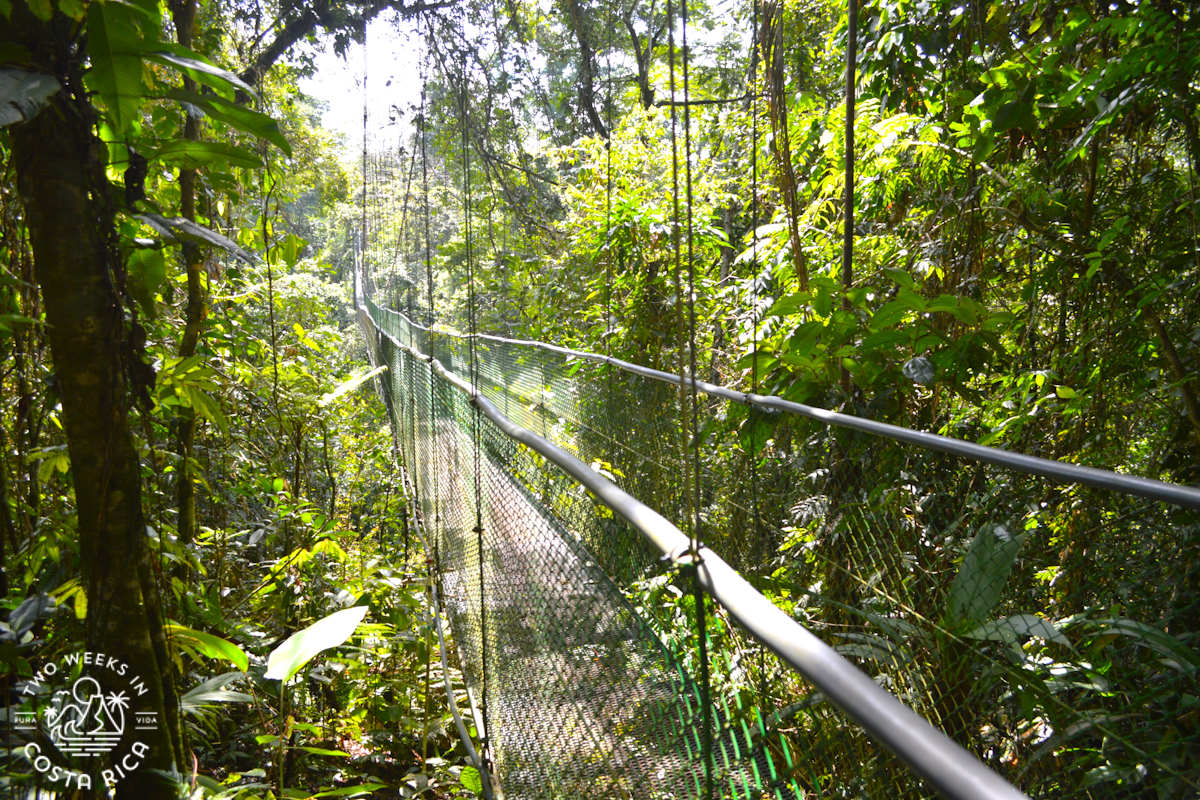 Tirimbina Reserve hanging bridge side view