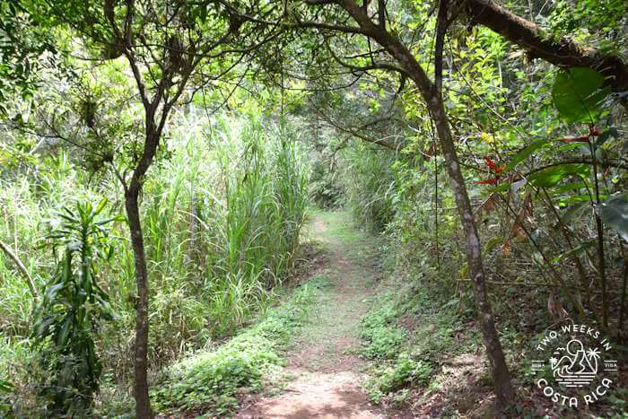 hiking trail flanked by grass and trees