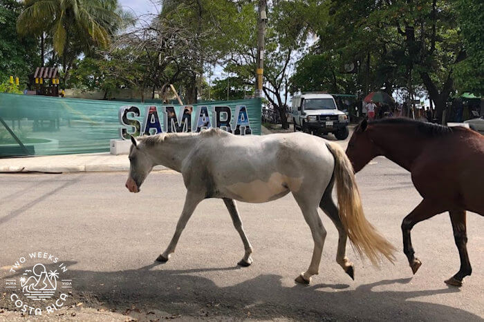Horses walking through the town of Samara Costa Rica