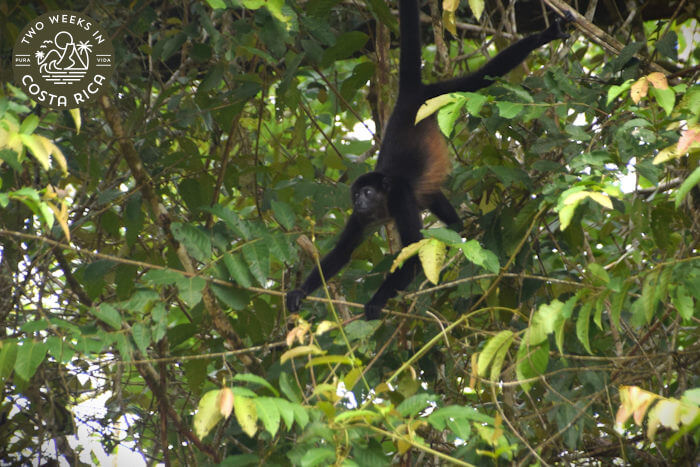 A large brown and black monkey swinging from tree branches