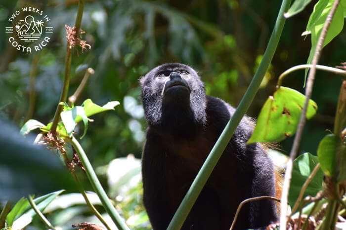 Howler monkey at Cahuita National Park
