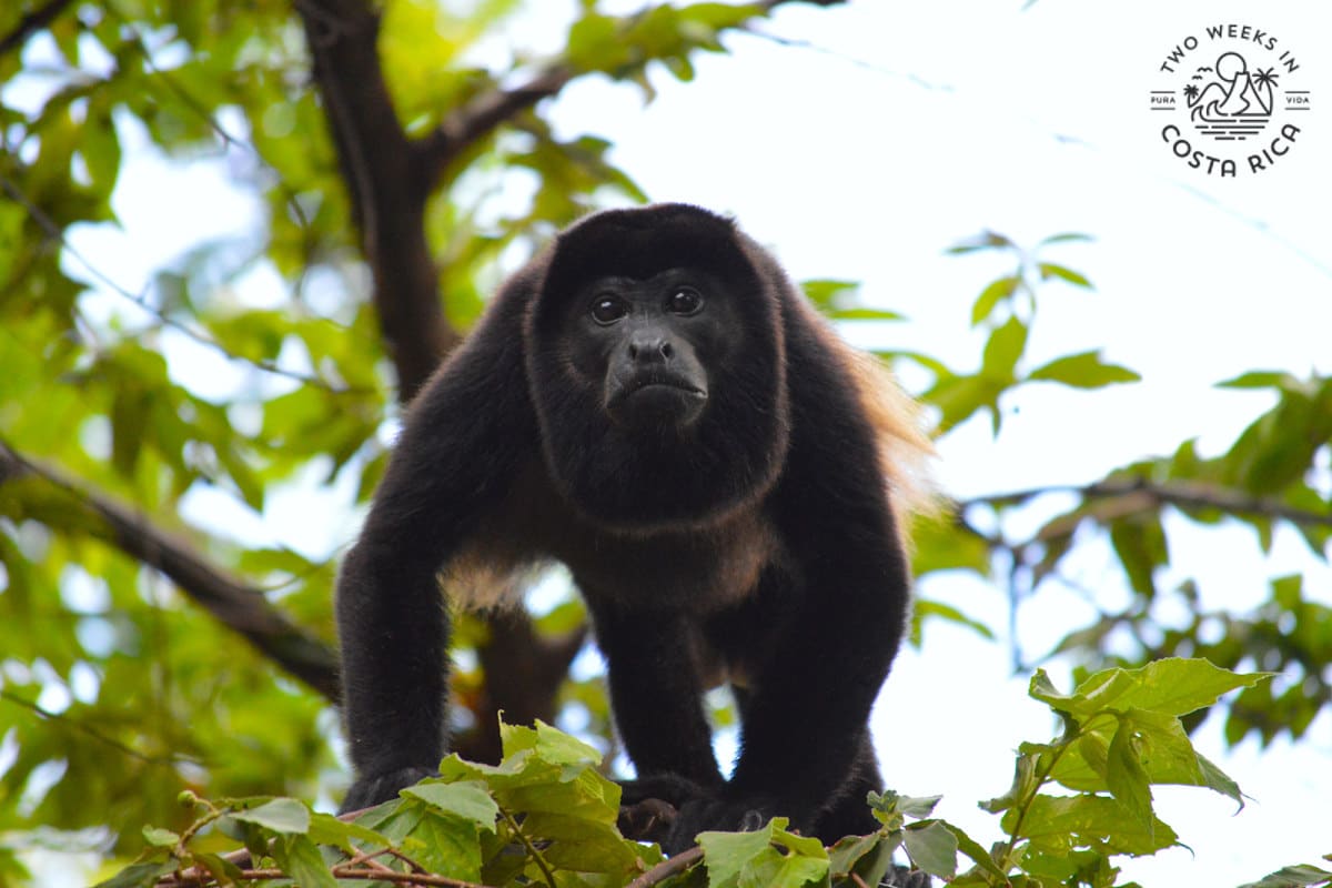 A howler monkey in a tree looking at the camera