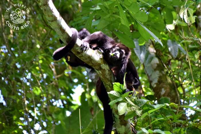 A howler monkey clinging to a tree branch on the Penas Blancas River in Costa Rica