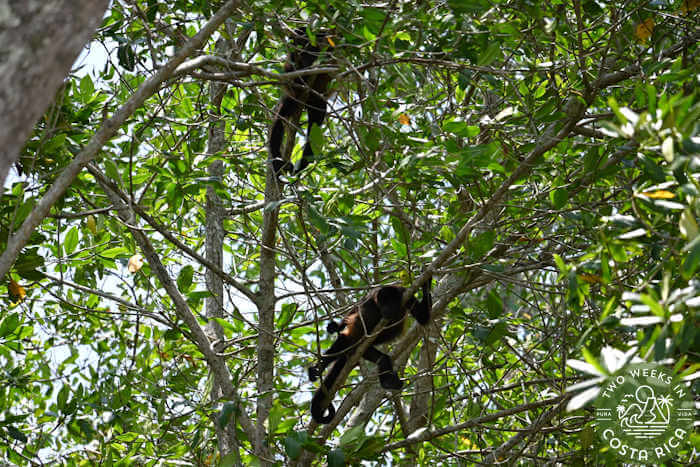 Howler Monkey Jaco Area