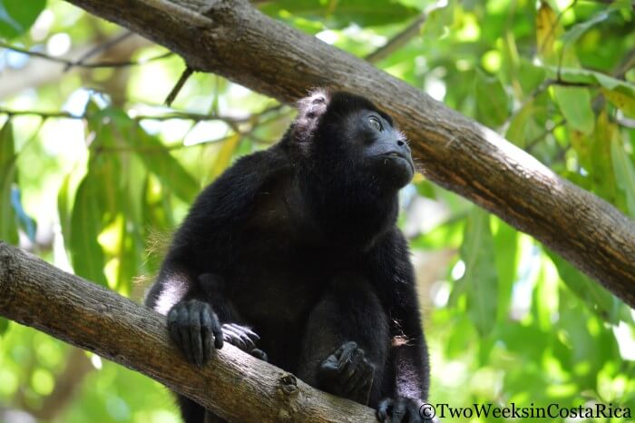 Howler Monkey |Two Weeks in Costa Rica