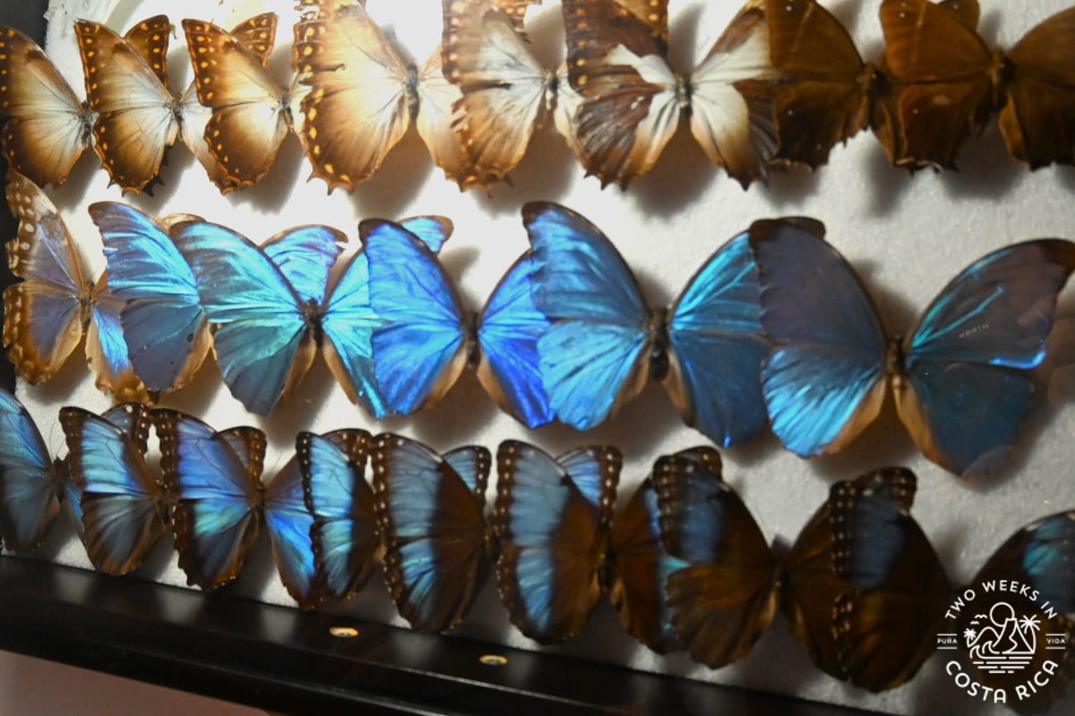 blue and brown butterflies preserved behind a glass display case