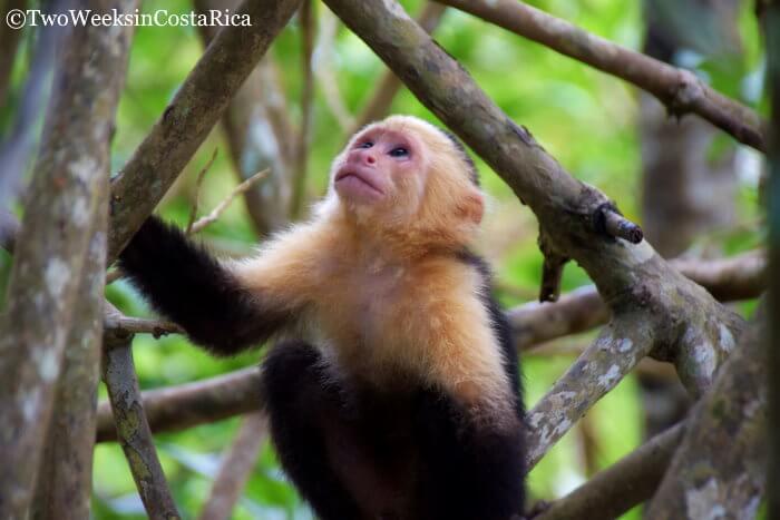 Monkey at Isla Damas