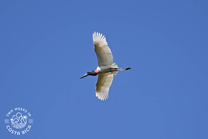Jabiru Guanacaste River