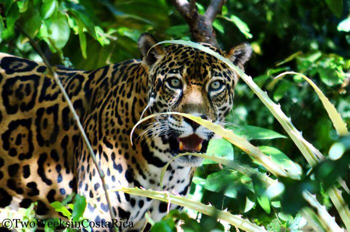 Jaguar at Las Pumas Rescue Center | Two Weeks in Costa Rica