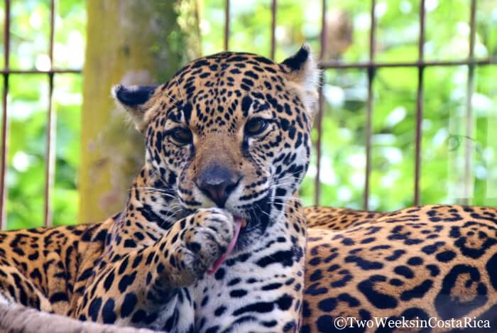 Jaguar at La Paz Waterfall Gardens