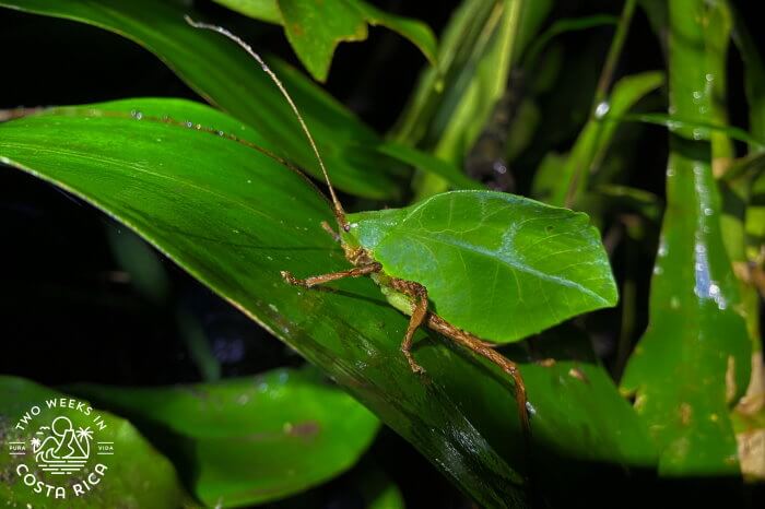 Katydid Monteverde