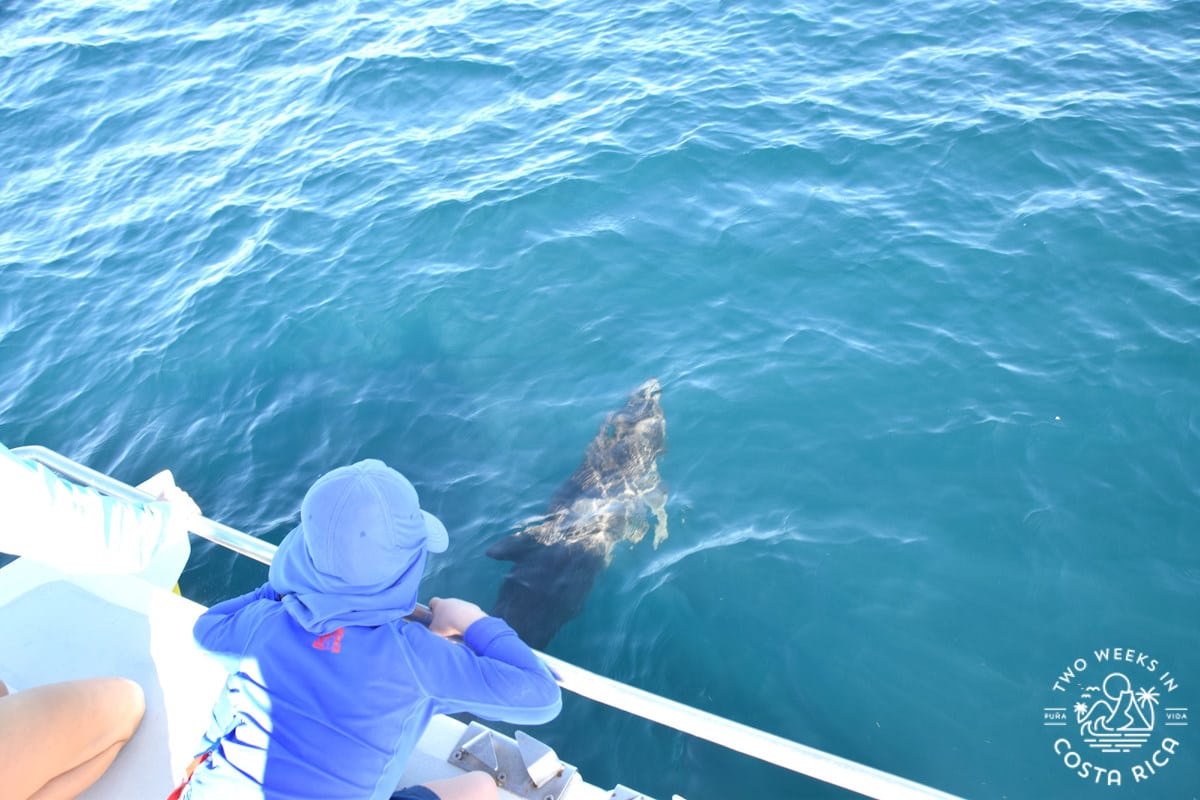 a kid on a boat looking at a dolphin in the water