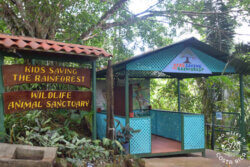 Kids Saving the Rainforest