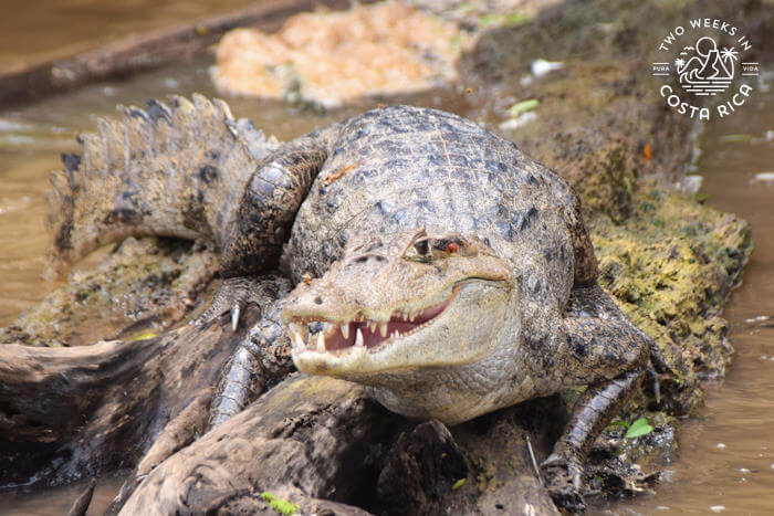 A large caiman (crocodile) on a log looking at the camera with its teeth showing